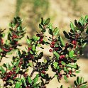 Rhamnus ludovici-salvatoris  -  ENDEMISMO IBERICO